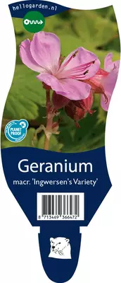 Geranium macrorrhizum Ingwersen's Variety (Ooievaarsbek) - afbeelding 1