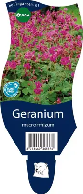Geranium macrorrhizum (Ooievaarsbek) - afbeelding 1