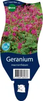 Geranium macrorrhizum (Ooievaarsbek) - afbeelding 1