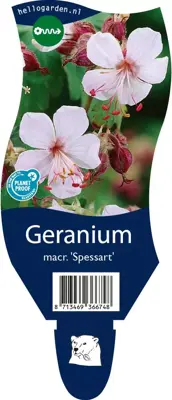 Geranium macrorrhizum 'Spessart' (Ooievaarsbek) - afbeelding 1