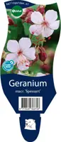 Geranium macrorrhizum 'Spessart' (Ooievaarsbek) - afbeelding 1