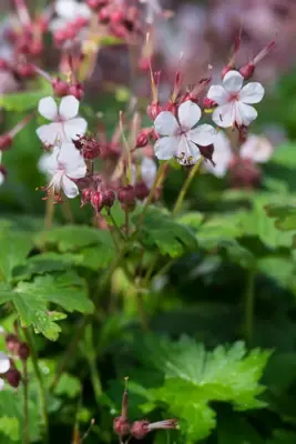 Geranium macrorrhizum 'Spessart' (Ooievaarsbek) - afbeelding 3