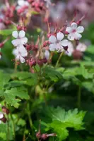 Geranium macrorrhizum 'Spessart' (Ooievaarsbek) - afbeelding 3