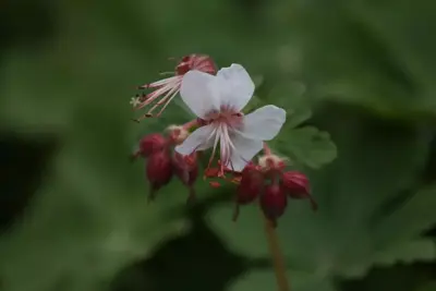Geranium macrorrhizum 'Spessart' (Ooievaarsbek) - afbeelding 2