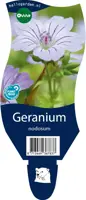 Geranium nodosum (Ooievaarsbek) - afbeelding 1