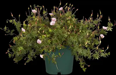 Geranium (Ooievaarsbek) - afbeelding 8