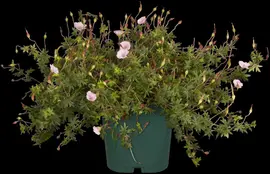 Geranium (Ooievaarsbek) - afbeelding 8