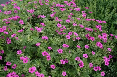 Geranium (Ooievaarsbek) - afbeelding 9
