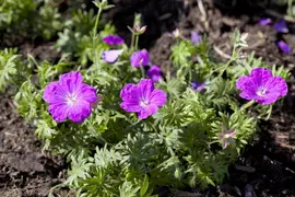 Geranium (Ooievaarsbek) - afbeelding 2