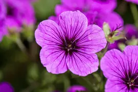 Geranium (Ooievaarsbek) - afbeelding 3
