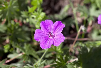 Geranium (Ooievaarsbek) - afbeelding 5
