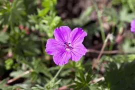 Geranium (Ooievaarsbek) - afbeelding 5