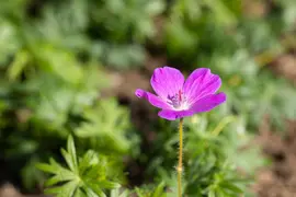 Geranium (Ooievaarsbek) - afbeelding 12