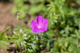 Geranium (Ooievaarsbek) - afbeelding 14