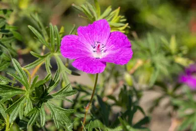 Geranium (Ooievaarsbek) - afbeelding 15