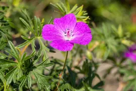 Geranium (Ooievaarsbek) - afbeelding 15