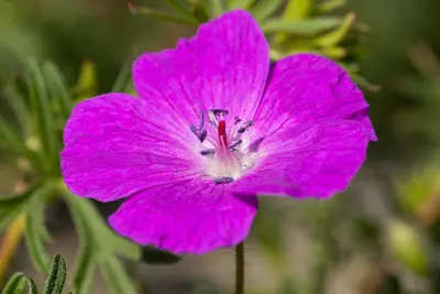 Geranium (Ooievaarsbek) - afbeelding 17