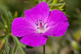 Geranium (Ooievaarsbek) - afbeelding 17