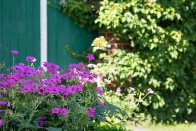 Geranium (Ooievaarsbek) - afbeelding 18