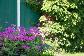 Geranium (Ooievaarsbek) - afbeelding 18