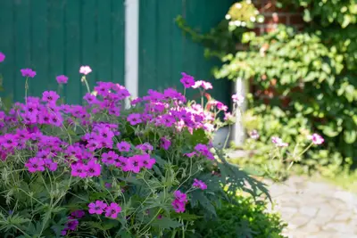 Geranium (Ooievaarsbek) - afbeelding 19