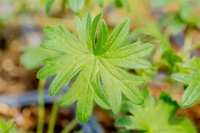 Geranium (Ooievaarsbek) - afbeelding 20