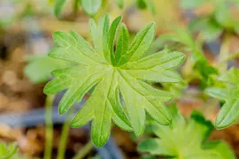 Geranium (Ooievaarsbek) - afbeelding 20