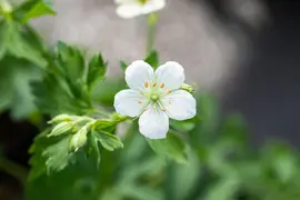 Geranium (Ooievaarsbek) - afbeelding 5