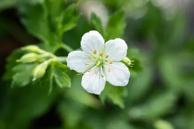 Geranium (Ooievaarsbek) - afbeelding 6
