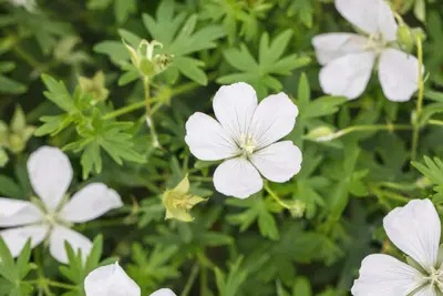 Geranium (Ooievaarsbek) - afbeelding 8