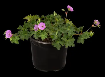 Geranium (Ooievaarsbek) - afbeelding 10