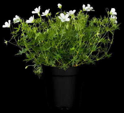 Geranium (Ooievaarsbek) - afbeelding 2