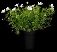 Geranium (Ooievaarsbek) - afbeelding 2
