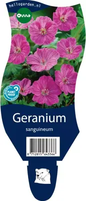 Geranium (Ooievaarsbek) - afbeelding 1