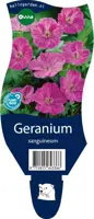 Geranium (Ooievaarsbek) - afbeelding 1