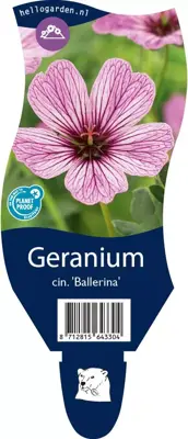 Geranium (Ooievaarsbek) - afbeelding 1