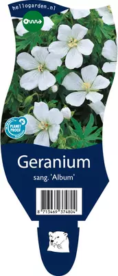 Geranium (Ooievaarsbek) - afbeelding 1