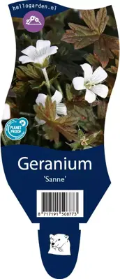 Geranium (Ooievaarsbek) - afbeelding 1