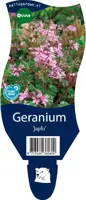 Geranium (Ooievaarsbek) - afbeelding 1