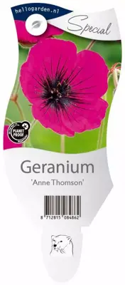 Geranium (Ooievaarsbek) - afbeelding 1