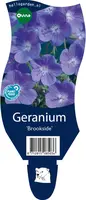 Geranium (Ooievaarsbek) - afbeelding 1