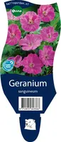 Geranium (Ooievaarsbek) - afbeelding 1