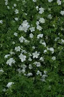 Geranium (Ooievaarsbek) - afbeelding 4