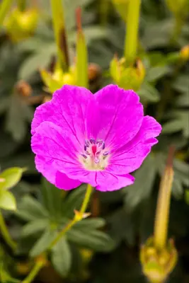 Geranium (Ooievaarsbek) - afbeelding 7