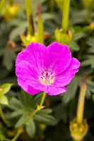 Geranium (Ooievaarsbek) - afbeelding 7