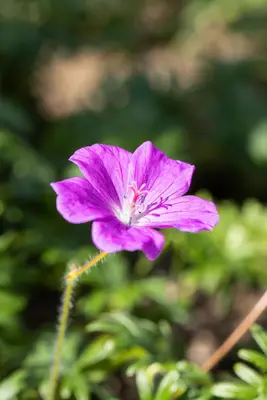 Geranium (Ooievaarsbek) - afbeelding 11