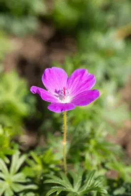 Geranium (Ooievaarsbek) - afbeelding 13