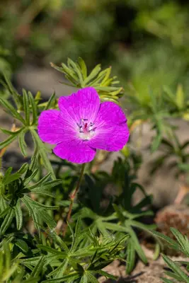 Geranium (Ooievaarsbek) - afbeelding 16