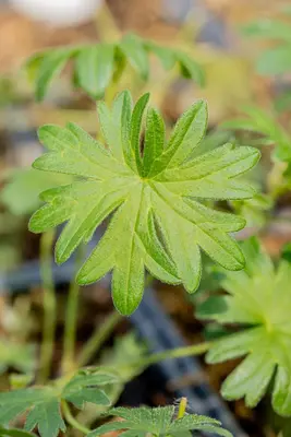 Geranium (Ooievaarsbek) - afbeelding 21