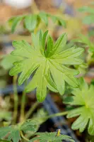 Geranium (Ooievaarsbek) - afbeelding 21